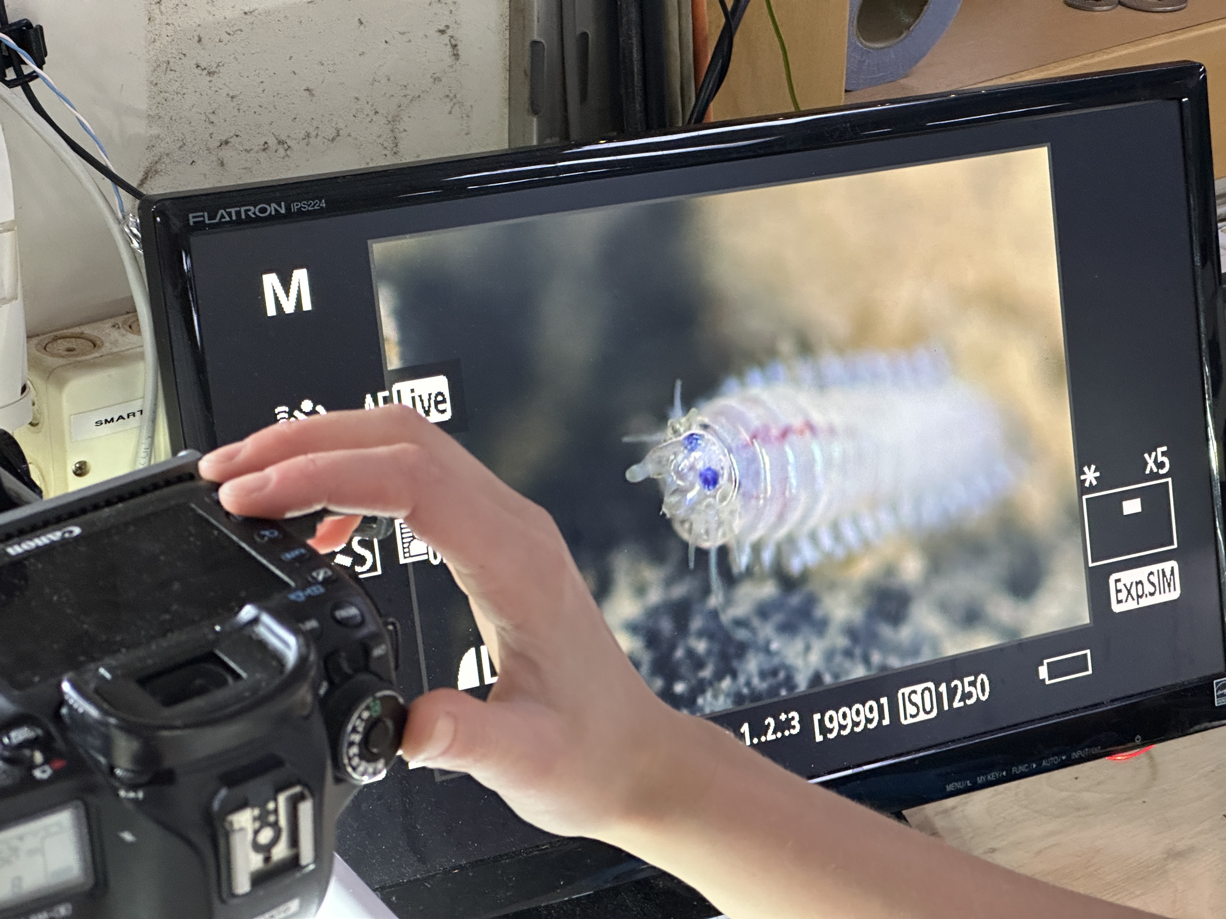 Scientist with screen imaging an abyssal worm at sea.